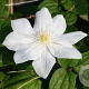 Clematis 'Mevrouw Le Coultre' 80 cm rozenpot 2L