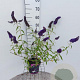 Buddleja d. 'Black Knight' 40-60 cm 3,0L
