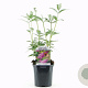Buddleja d. 'Pink Delight' 25-30 cm 2,0L
