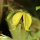 Clematis 'Orange Peel' 80 cm rozenpot 2L