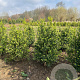 Buxus sempervirens 60-80 cm met kluit