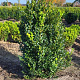 Buxus sempervirens 60-80 cm met kluit struik