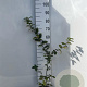 Carpinus betulus 60-80 cm 2,0L
