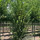 Carpinus bet. 'Fastigiata' 10-12 HO draadkluit geveerd
