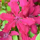 Clematis 'Rüütel' 80 cm rozenpot 2L