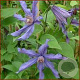 Clematis 'Sizaja Ptitsa' 80 cm rozenpot 2L