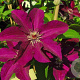 Clematis 'Stasik' 80 cm rozenpot 2L