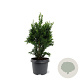 Chamaecyparis o. 'Drath' 30-40 cm 3,0L