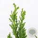 Chamaecyparis o. 'Drath' 30-40 cm 3,0L