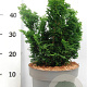 Chamaecyparis o. 'Nana Gracilis' 25-30 cm 5,0L