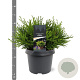 Chamaecyparis o. 'Pygmaea' 25-30 cm 3,5L