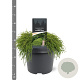 Chamaecyparis p. 'Filifera Nana' 25-30 cm 3,5L
