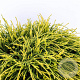 Chamaecyparis p. 'Sungold' 30-40 cm 5,0L