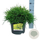 Chamaecyparis p. 'Sungold' 30-40 cm 6,5L