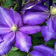 Clematis 'Daniel Deronda' 80 cm rozenpot 2L