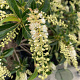 Clethra barbinervis Great Star 100-125 cm 20L