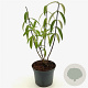 Comanthosphace dependens 40-50 cm 3,0L