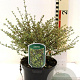 Coprosma 'Beatson's Gold' 30-40 cm 2,0L