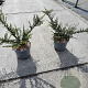 Cotoneaster horizontalis 40-60 cm 5,0L