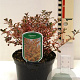 Coprosma 'Fire Burst' 25-30 cm 2,0L