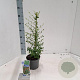 Cotoneaster suec. 'Coral Beauty' 20-25 cm 2,0L