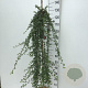 Cotoneaster suec. 'Coral Beauty' 120 cm stam 10L