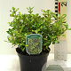Coprosma 'Lemon and Lime' 25-30 cm 2,0L