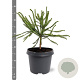 Cryptomeria j. 'Dacrydioides' 30-40 cm 5,0L