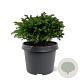 Cryptomeria j. 'Green Pearl' 20-25 cm 3,0L