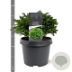 Cryptomeria j. 'Green Pearl' 20-25 cm 3,0L