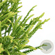 Cryptomeria j. 'Little Champion' 25-30 cm 3,5L