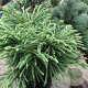 Cryptomeria j. 'Little Sonja' 20-25 cm 3,0L
