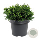 Cryptomeria j. 'Little Sonja' 20-25 cm 3,0L