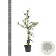 Cryptomeria j. 'Rasen' 80-100 cm 5,0L