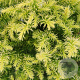 Cryptomeria j. 'Vilmorin Gold' 20-25 cm 3,0L