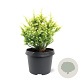 Cryptomeria j. 'Vilmorin Gold' 20-25 cm 3,0L