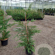 Cupressocyparis leylandii 80-100 cm 4,0L