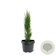 Cupressus semp. 'Totem' 30-40 cm 3,0L