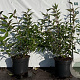 Deutzia rosea 40-60 cm 2,0L