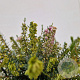 Erica darl. 'Ghost Hills' 20-25 cm C1.5