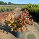Euonymus alat. 'Compactus' 40-60 cm 10L