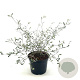Corokia virgata 30-40 cm 2,0L
