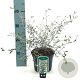 Corokia virgata 30-40 cm 2,0L