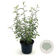 Corokia virgata 'Frosted Chocolate' 30-40 cm 2,0L