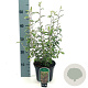 Corokia virgata 'Frosted Chocolate' 30-40 cm 2,0L