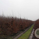 Fagus syl. 'Atropunicea' 14-16 HO draadkluit geveerd