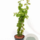 Corylus a. 'Scooter' 40-60 cm 3,0L