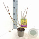 Forsythia int. 'Spectabilis' 20-25 cm P12