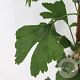 Ginkgo biloba 50-60 cm 3,0L