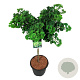 Ginkgo bil. 'Mariken' 60 cm stam 15L
